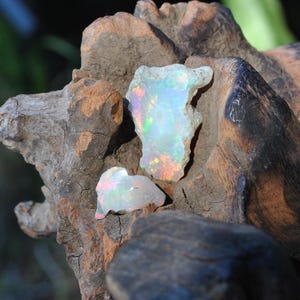 May include: Two raw opals with iridescent color sit on a piece of weathered wood. The opals display flashes of red, green, and blue. The wood has a rough, textured surface with shades of brown and black.