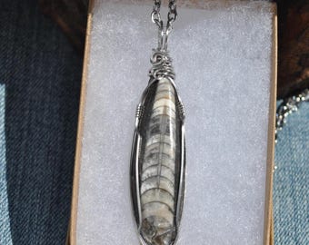 Orthoceras Fossil Pendant Necklace: Wire wrapped ancient squid shell