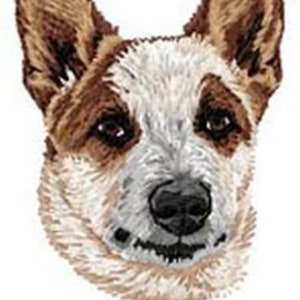 May include: A close-up of a brown and white Australian Cattle Dog with brown ears and a white muzzle. The dog is looking directly at the camera with a friendly expression.