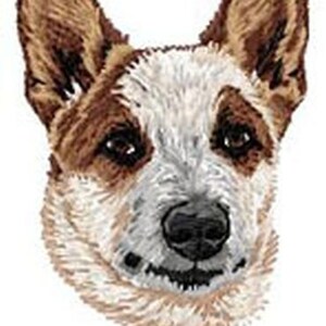 May include: A close-up of a brown and white Australian Cattle Dog with brown ears and a white muzzle. The dog is looking directly at the camera.