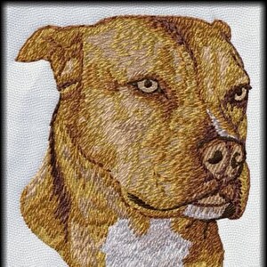 May include: Close-up of a brown and white pit bull dog's head. The dog has a serious expression and its eyes are open.