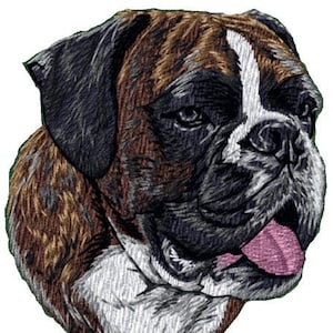 May include: A close-up of a brown and white boxer dog with a black nose and tongue sticking out. The dog has a white patch on its forehead and a white stripe on its nose.