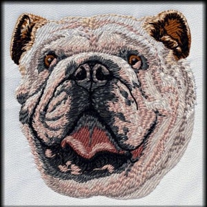 May include: Close-up of a white bulldog's face with a pink tongue sticking out. The dog has a wrinkled face and black eyes.