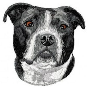 May include: A black and white pit bull terrier with brown eyes looking directly at the camera.