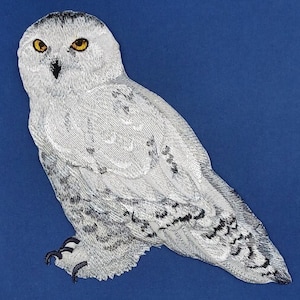 Könnte beinhalten: Eine weiße Schnee-Eule mit schwarzen Augen und einem schwarzen Schnabel. Die Eule sitzt auf einem blauen Hintergrund.