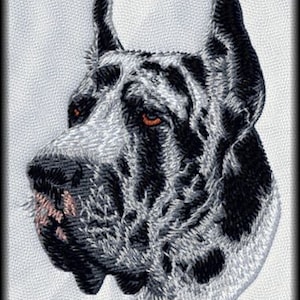 Può includere: Primo piano della testa di un Great Dane nero e bianco. Il cane ha un motivo tigrato e guarda a sinistra. Le orecchie del cane sono grandi e cadenti.