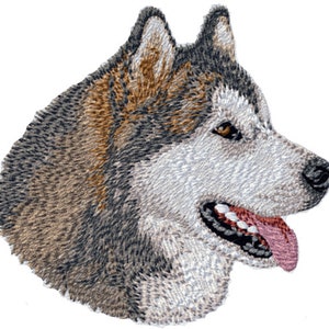 May include: A close-up of a gray and brown Alaskan Malamute dog's head. The dog has a white muzzle and a pink tongue sticking out.