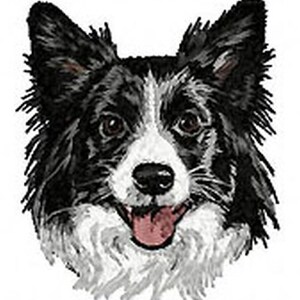 Peut inclure: Un chien border collie noir et blanc avec une tache blanche sur la poitrine et un nez noir. Le chien regarde directement la caméra, la bouche légèrement ouverte, montrant sa langue.