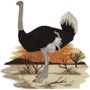 Può includere: Immagine ricamata di uno struzzo in un paesaggio desertico. Lo struzzo ha piume nere, collo e zampe grigie e coda bianca. Lo sfondo presenta un tramonto, vegetazione rada e terreno sabbioso.