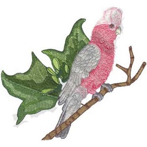 May include: A pink and grey cockatoo bird perched on a branch with green leaves. The bird has a pink breast and a grey head and wings.