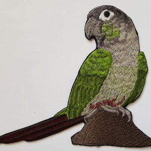 Broderad lapp med grön kindconure, papegojafågel, finns i olika storlekar