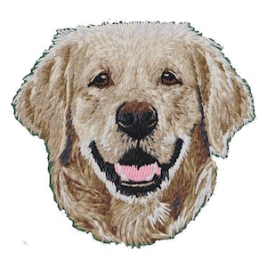 Peut inclure: Un gros plan sur le visage d'un golden retriever. Le chien a une expression amicale et regarde directement la caméra. La fourrure du chien est brun clair et blanche.