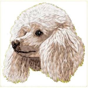 May include: A white and cream colored poodle with fluffy fur. The dog is looking to the left of the image.