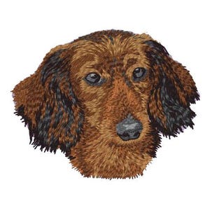 May include: A close-up of a brown and black dachshund's head. The dog has a long snout and floppy ears. The dog's fur is short and smooth.
