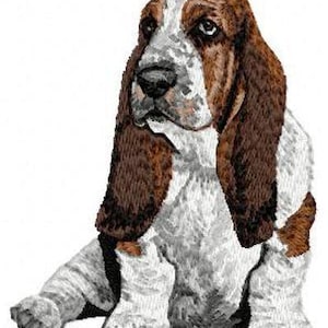 Könnte beinhalten: Ein brauner und weißer Basset-Hound-Welpe sitzt mit herunterhängenden Ohren. Der Welpe hat eine weiße Brust und Pfoten und braune und weiße Flecken am Körper.