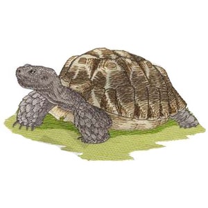 Puede incluir: Una tortuga marrón y gris con un caparazón estampado camina sobre hierba verde.