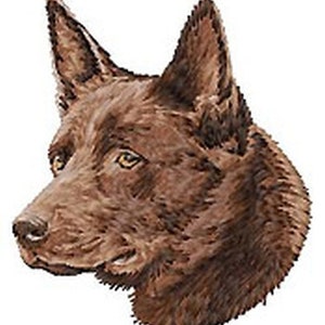 Puede incluir: Un perro australiano Kelpie marrón y negro con pelo corto y orejas erguidas. El perro está mirando hacia la izquierda de la imagen.