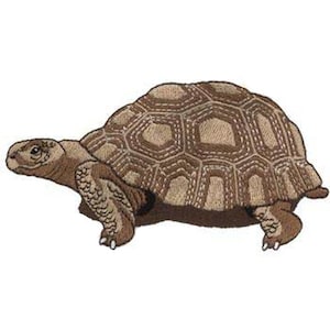 May include: A brown tortoise with a patterned shell is walking on a white background.
