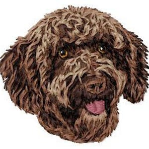 May include: A brown and white Lagotto Romagnolo dog with curly fur. The dog is looking to the right and has its tongue sticking out.