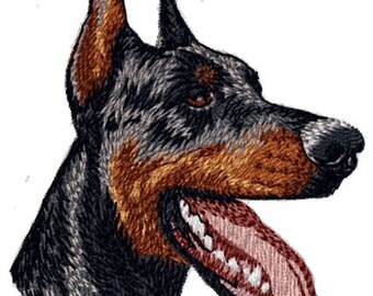 May include: A close-up of a black and brown Doberman Pinscher dog's head with its tongue sticking out. The dog has a serious expression on its face.