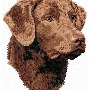 May include: A brown and white Chesapeake Bay Retriever dog with short, fluffy fur. The dog is looking to the right of the image.