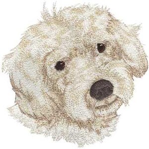 May include: A white fluffy dog with brown eyes and a black nose. The dog is looking directly at the viewer.