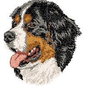 May include: Close-up of a Bernese Mountain Dog's head with black, brown, and white fur. The dog has its tongue sticking out and is looking to the left.