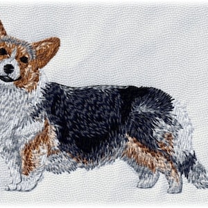 May include: A black, brown, and white Pembroke Welsh Corgi dog standing on a white background.