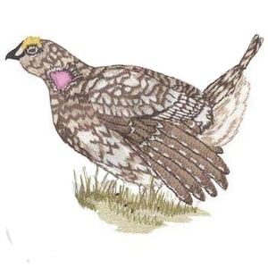 May include: A brown and white patterned bird with a yellow and pink head, standing on a patch of green grass.