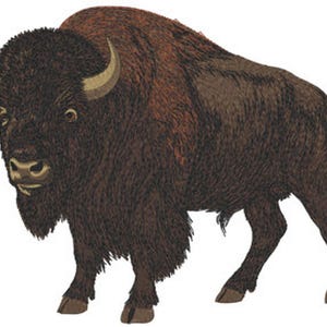 Könnte beinhalten: Eine gestickte Illustration eines Bisons im Profil, mit einem dicken, dunkelbraunen Fell, einem markanten Buckel auf dem Rücken und zwei geschwungenen, hellbraunen Hörnern. Das Design zeigt detaillierte Stickstrukturen über den gesamten Körper.