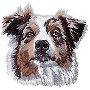 May include: A close-up of an Australian Shepherd dog's face. The dog has brown, white, and black fur. The dog is looking directly at the camera.