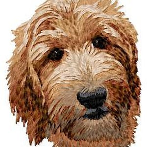 May include: A close-up of a brown and white doodle dog with a soft, fluffy coat. The dog has a sweet expression and is looking directly at the camera.