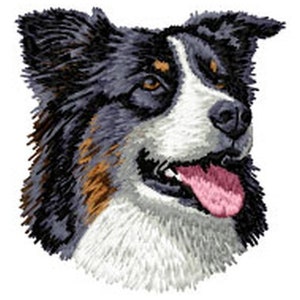 May include: A close-up of a black, brown, and white Australian Shepherd dog with its tongue sticking out. The dog is looking to the right of the image.