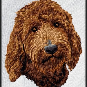 May include: A close-up of a brown and white doodle dog's face. The dog has a soft, fluffy coat and big, brown eyes.
