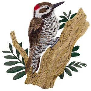 Può includere: Un picchio marrone e bianco con una corona rossa appollaiato su un ramo con foglie verdi.