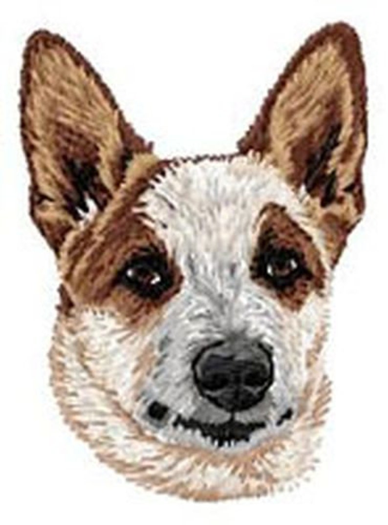 May include: A close-up of a brown and white Australian Cattle Dog with brown ears and a white muzzle. The dog is looking directly at the camera.