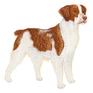 Puede incluir: Un perro Brittany blanco y marrón sobre un fondo blanco. El perro está de pie con la cabeza girada hacia la derecha.