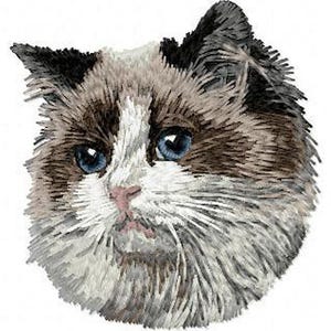 Può includere: Primo piano di un gatto Ragdoll con occhi azzurri. Il gatto ha una macchia bianca sulla fronte e pelo marrone e bianco.