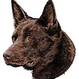 Puede incluir: Un primer plano de la cabeza de un perro australiano Kelpie marrón. El perro está mirando hacia la izquierda de la imagen. El pelaje del perro es corto y marrón.