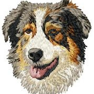 May include: A close-up of a tri-colored Australian Shepherd dog with brown, black, and white fur. The dog has a friendly expression and is looking directly at the viewer.