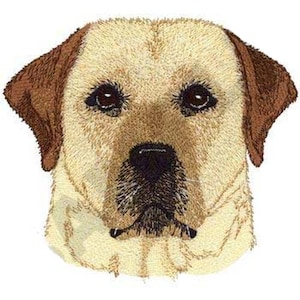 May include: Close-up of a yellow Labrador Retriever's face. The dog has brown ears and a black nose. The dog is looking directly at the camera.