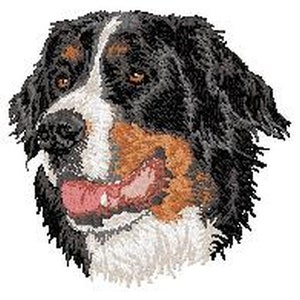 May include: A close-up of a Bernese Mountain Dog's face. The dog has black, white, and brown fur and is looking directly at the camera with its tongue sticking out.