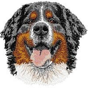 Könnte beinhalten: Eine Nahaufnahme eines Berner Sennenhunds mit schwarzem, weißem und braunem Fell. Der Hund hat die Zunge herausgestreckt und lächelt.