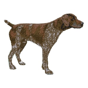 Op de afbeelding: Een bruine en witte Duitse Korthaar staande op een witte achtergrond. De hond kijkt naar rechts in de afbeelding.