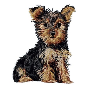 Op de afbeelding: Een kleine, bruine en zwarte Yorkshire Terrier puppy die zit met gekruiste pootjes. De puppy heeft een pluche vacht en grote, bruine ogen.