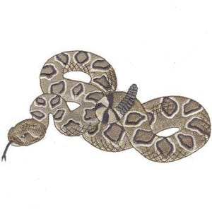 May include: Illustration of a coiled rattlesnake. The snake features a tan and brown pattern with a diamond-shaped design. The snake's head is visible with a black tongue extended. The tail has a segmented rattle.
