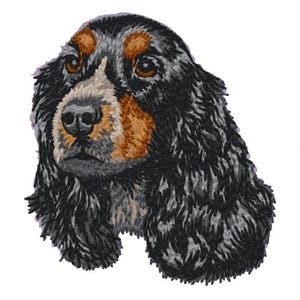May include: A black and brown cocker spaniel with long, flowing hair. The dog is looking directly at the camera with its ears perked up.