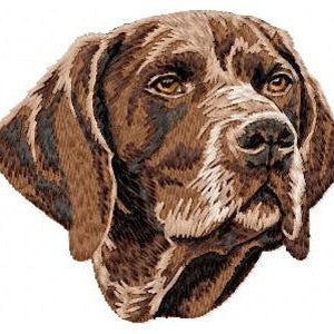 Puede incluir: Un retrato de cerca de un perro Braco Alemán de Pelo Corto marrón y blanco. El perro tiene una expresión seria y sus orejas son caídas.