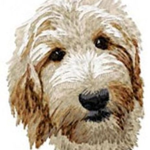 Może przedstawiać: Zbliżenie na kremowego psa z brązowymi plamami. Pies ma puszyste futro i duże brązowe oczy. Pies patrzy prosto w obiektyw.