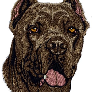 May include: A close-up of a brown Cane Corso dog's head with its mouth open and tongue sticking out. The dog has a serious expression with dark eyes and a wrinkled brow.